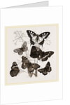 Group of Butterflies by Anonymous