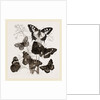 Group of Butterflies by Anonymous