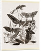 Group of Hawk-Moths Caterpillars and Pupae by Anonymous