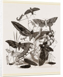Group of Hawk-Moths Caterpillars and Pupae by Anonymous