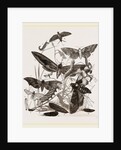 Group of Hawk-Moths Caterpillars and Pupae by Anonymous