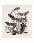 Group of Hawk-Moths Caterpillars and Pupae by Anonymous