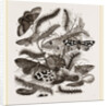 Group of Moths Caterpillars and Pupae by Anonymous
