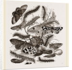 Group of Moths Caterpillars and Pupae by Anonymous