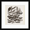 Group of Moths Caterpillars and Pupae by Anonymous