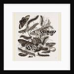 Group of Moths Caterpillars and Pupae by Anonymous