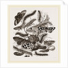 Group of Moths Caterpillars and Pupae by Anonymous