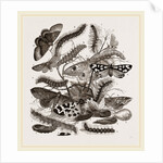 Group of Moths Caterpillars and Pupae by Anonymous