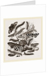 Group of Moths Caterpillars and Pupae by Anonymous