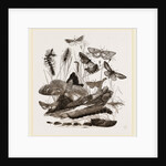 Group of Moths Caterpillars and Pupae by Anonymous