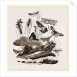 Group of Moths Caterpillars and Pupae by Anonymous