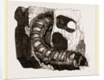 Caterpillar of Goat-Moth by Anonymous