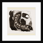 Caterpillar of Goat-Moth by Anonymous