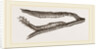 Caterpillars of Clifton Nonpareil by Anonymous