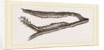Caterpillars of Clifton Nonpareil by Anonymous