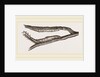 Caterpillars of Clifton Nonpareil by Anonymous