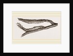 Caterpillars of Clifton Nonpareil by Anonymous