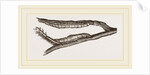 Caterpillars of Clifton Nonpareil by Anonymous