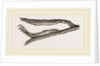 Caterpillars of Clifton Nonpareil by Anonymous