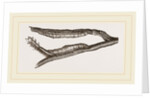 Caterpillars of Clifton Nonpareil by Anonymous