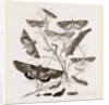 Group of Moths Caterpillars and Pupae by Anonymous