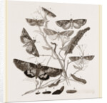 Group of Moths Caterpillars and Pupae by Anonymous