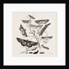 Group of Moths Caterpillars and Pupae by Anonymous