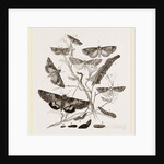 Group of Moths Caterpillars and Pupae by Anonymous