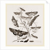 Group of Moths Caterpillars and Pupae by Anonymous