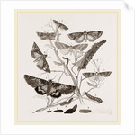 Group of Moths Caterpillars and Pupae by Anonymous