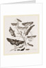 Group of Moths Caterpillars and Pupae by Anonymous