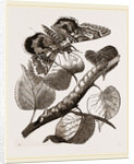 Crimson-underwing Moth and Caterpillar by Anonymous