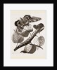Crimson-underwing Moth and Caterpillar by Anonymous
