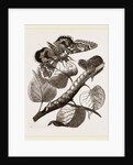 Crimson-underwing Moth and Caterpillar by Anonymous
