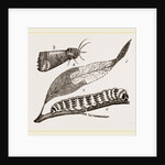 Buff-tip Moth and Caterpillar by Anonymous