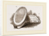 Larva-Box and Collecting-Box by Anonymous