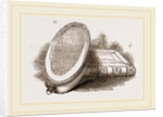 Larva-Box and Collecting-Box by Anonymous