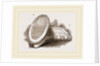 Larva-Box and Collecting-Box by Anonymous
