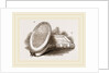 Larva-Box and Collecting-Box by Anonymous