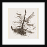 Group of Moths by Anonymous