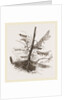 Group of Moths by Anonymous