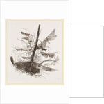 Group of Moths by Anonymous