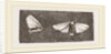 Females of Crown and Golden-tailed Moths by Anonymous