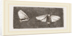 Females of Crown and Golden-tailed Moths by Anonymous