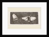 Females of Crown and Golden-tailed Moths by Anonymous