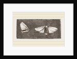 Females of Crown and Golden-tailed Moths by Anonymous