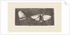 Females of Crown and Golden-tailed Moths by Anonymous
