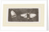 Females of Crown and Golden-tailed Moths by Anonymous