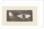 Females of Crown and Golden-tailed Moths by Anonymous
