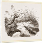Crane Flies by Anonymous